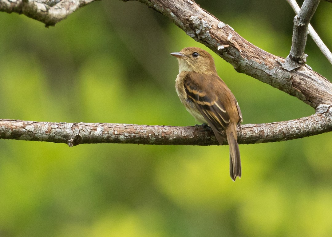 Çizgili Sinek Tiranı - ML643050110