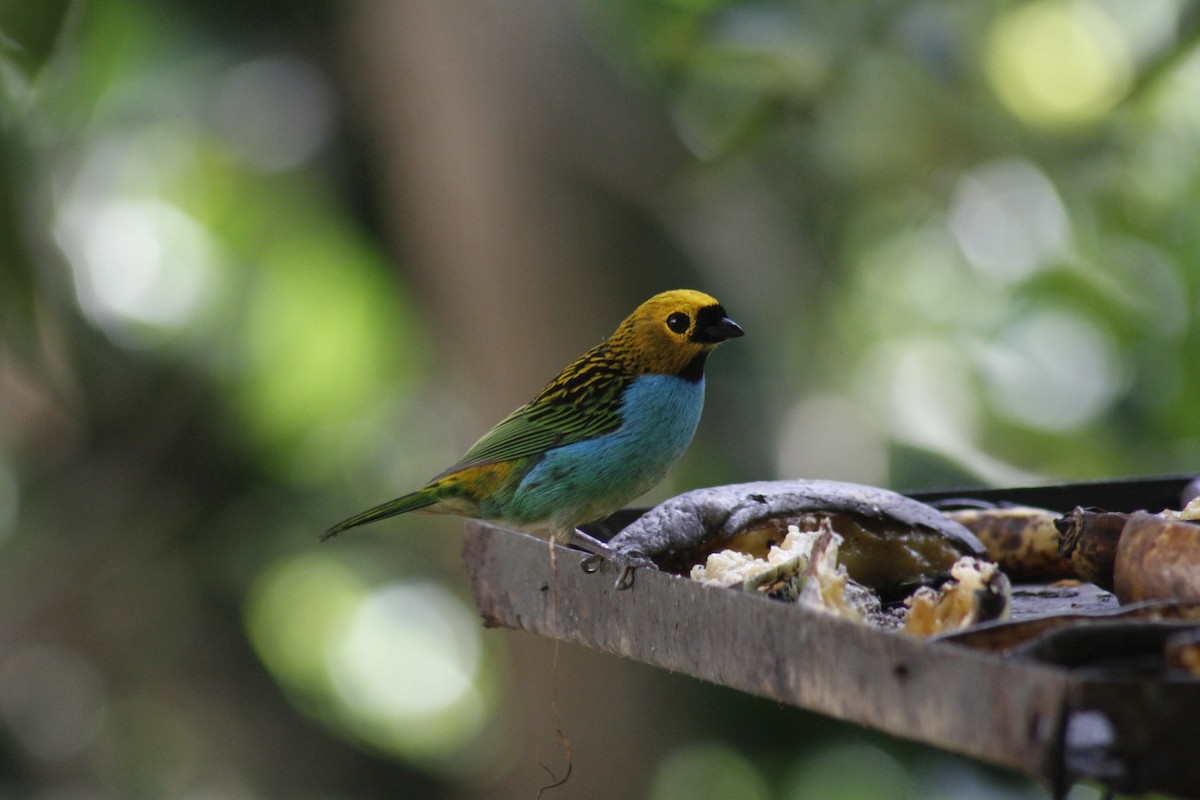Gilt-edged Tanager - ML643050115