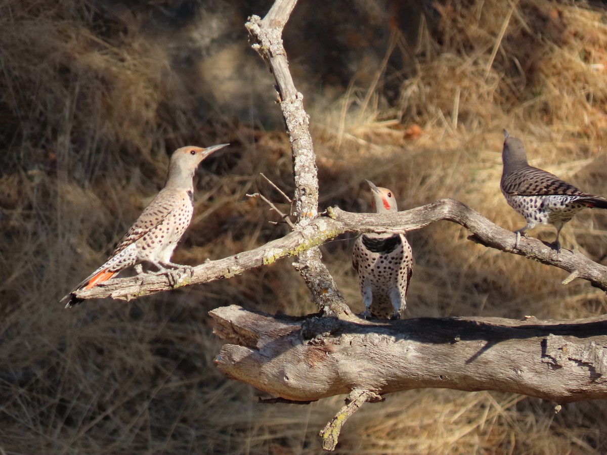 Northern Flicker - ML643050124