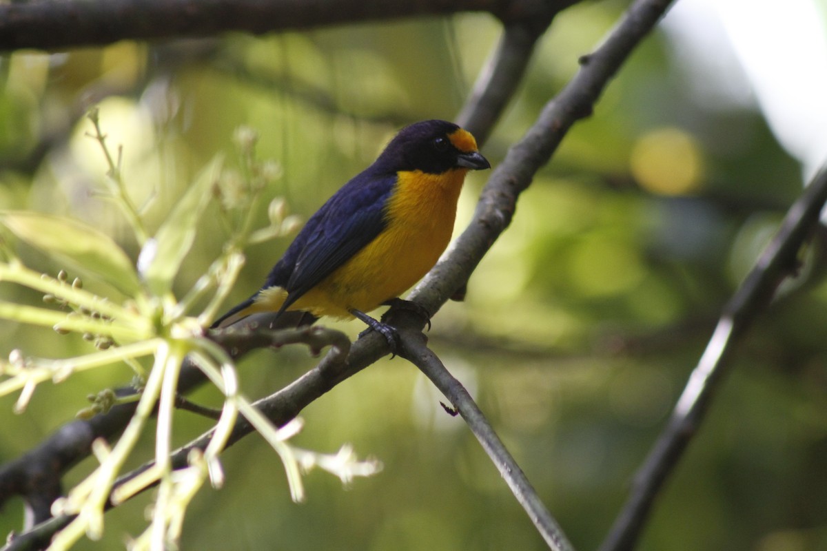 Violaceous Euphonia - ML643050128