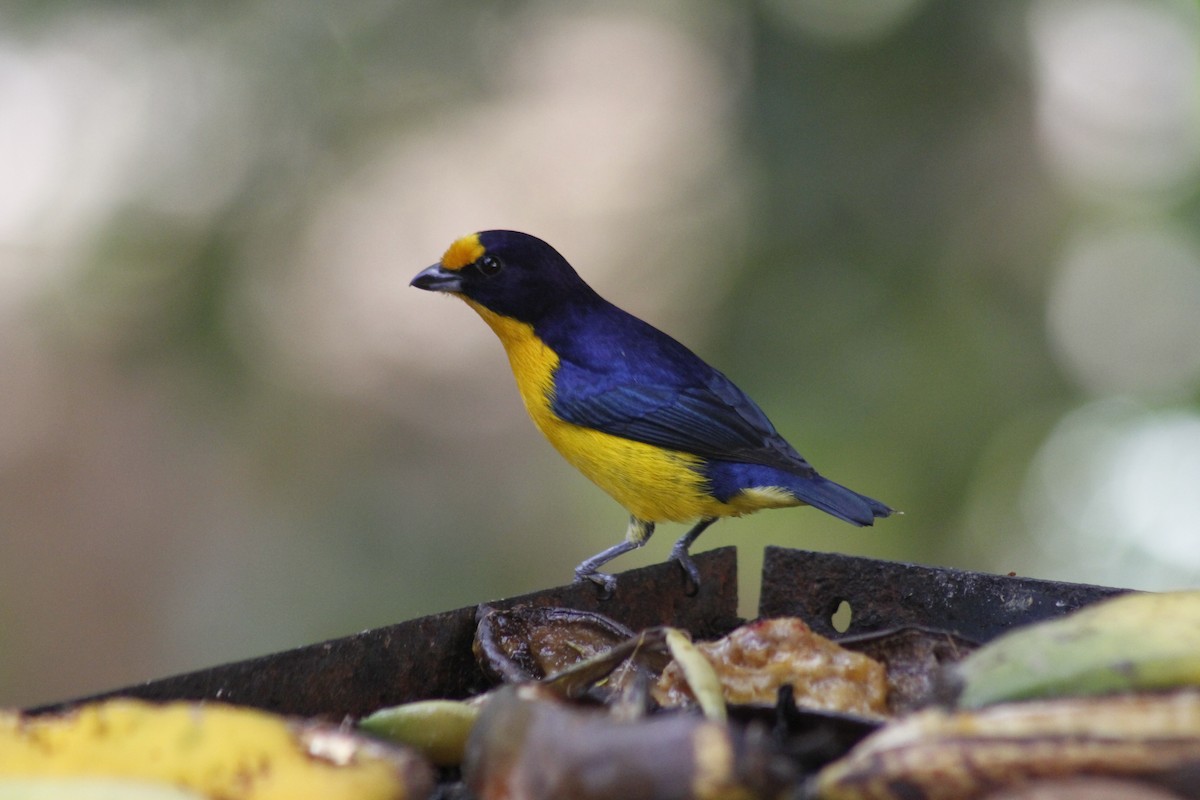 Violaceous Euphonia - ML643050131