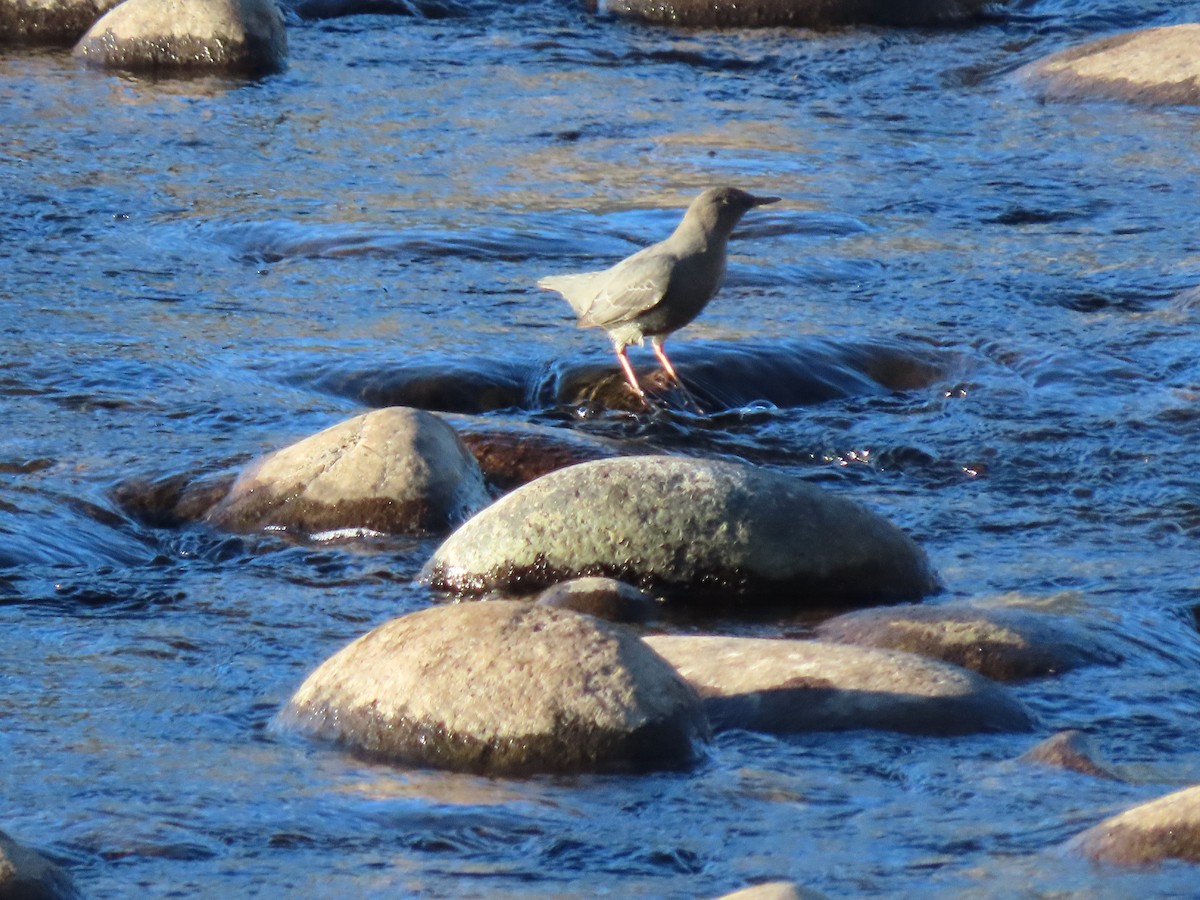 American Dipper - ML643050153