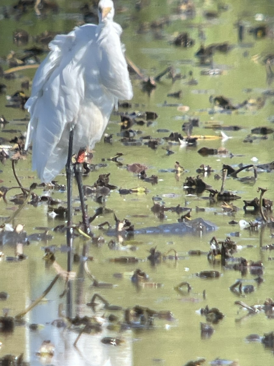 Great Egret - ML643050158