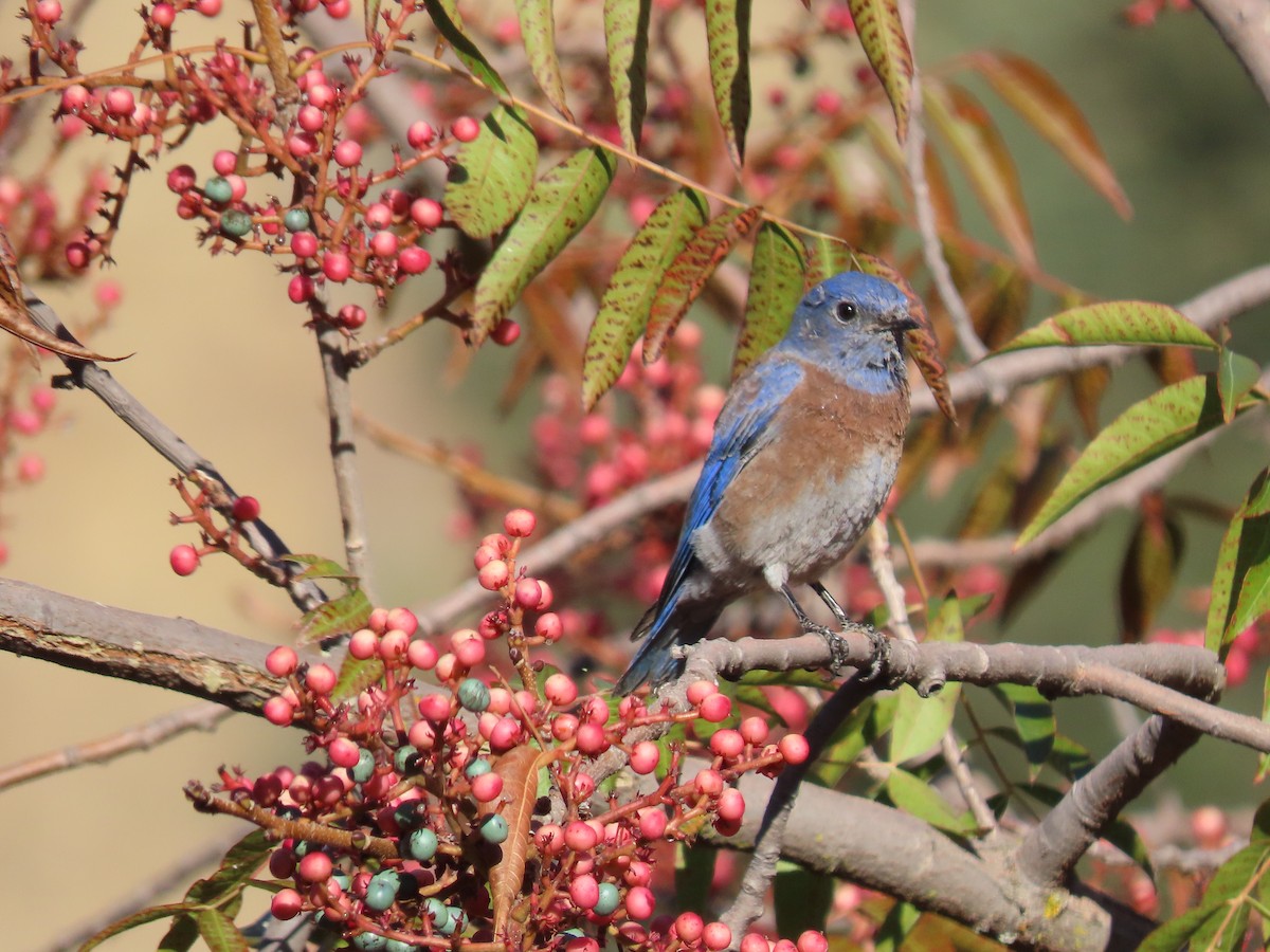 Western Bluebird - ML643050176