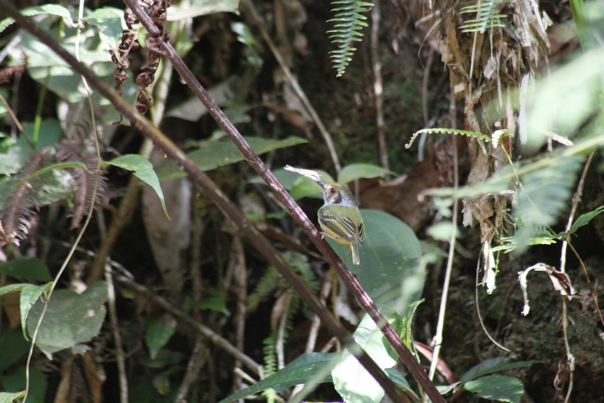 Eared Pygmy-Tyrant - ML643050202