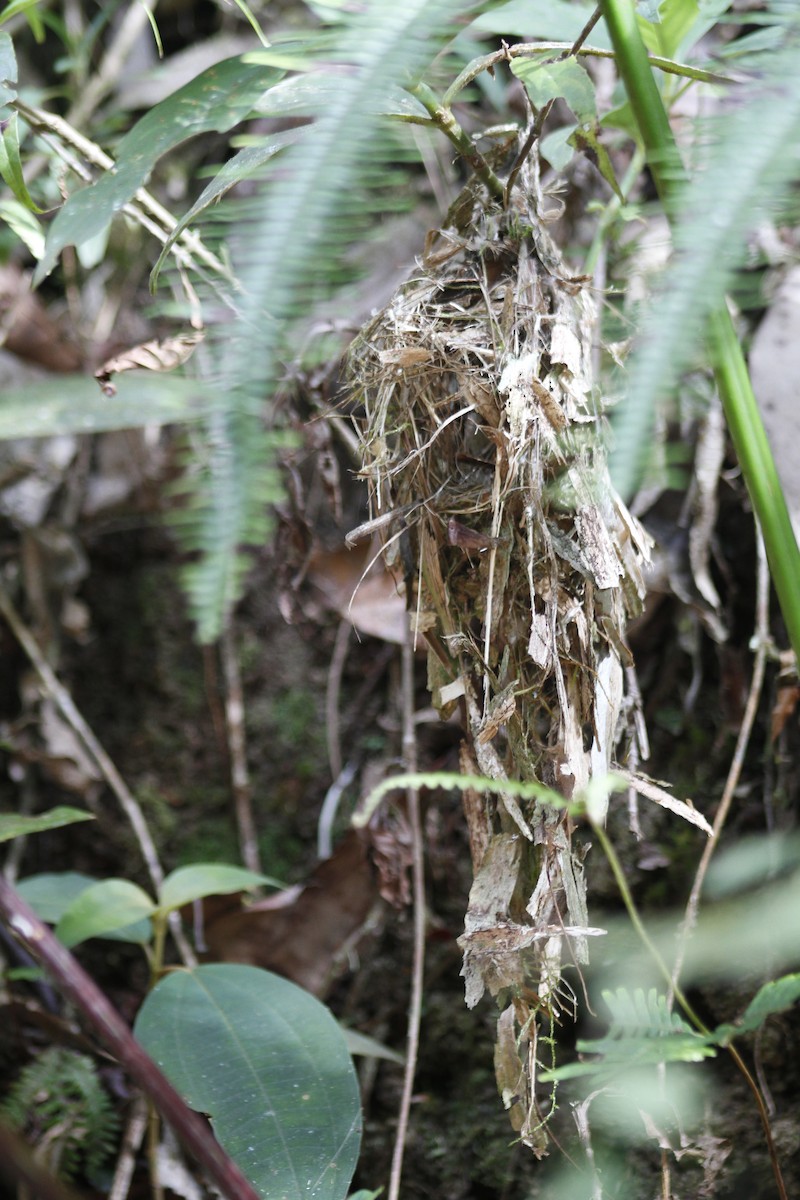 Eared Pygmy-Tyrant - ML643050209