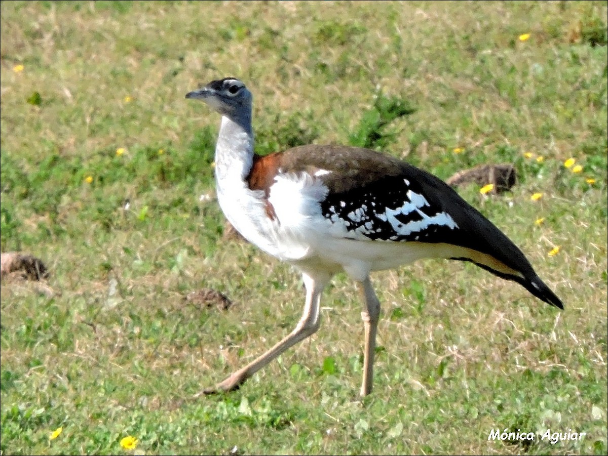 Denham's Bustard - ML643050227