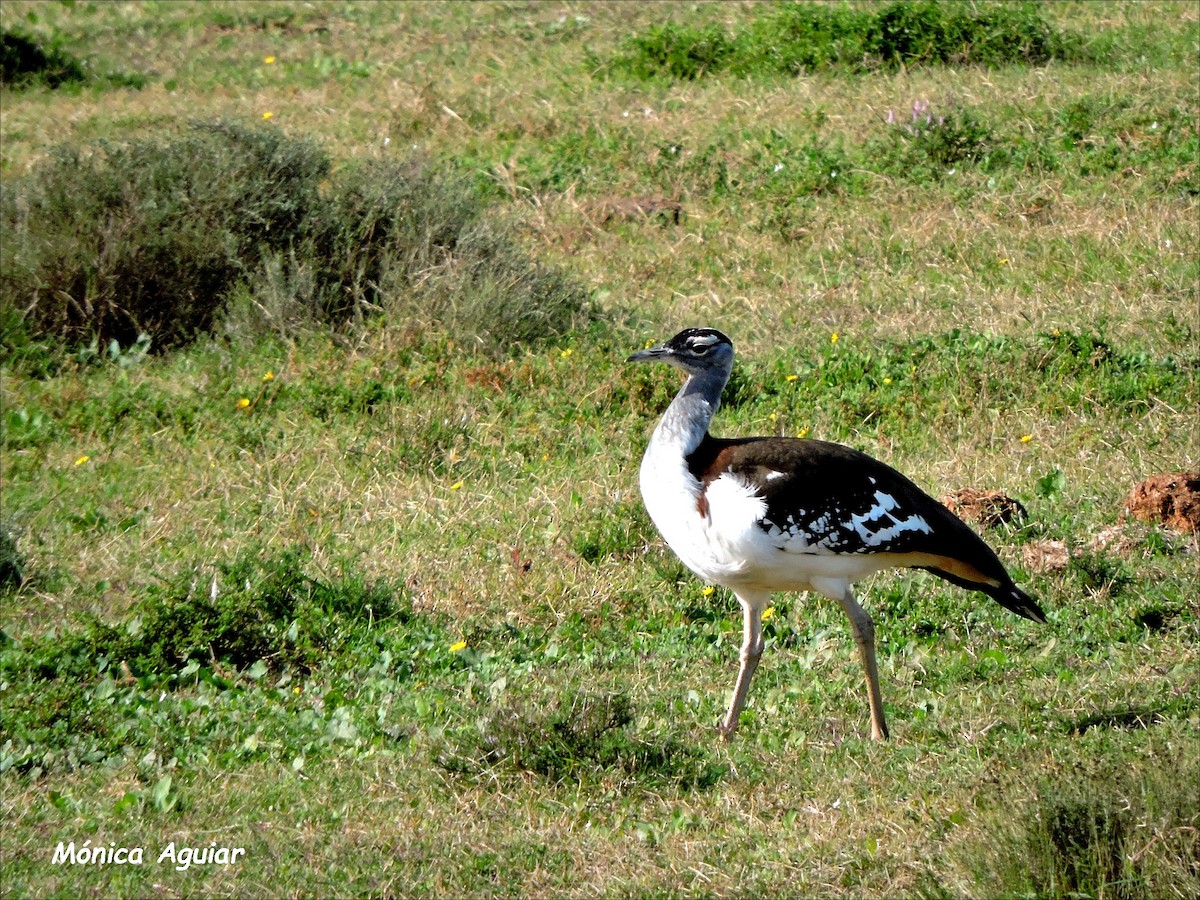 Denham's Bustard - ML643050228