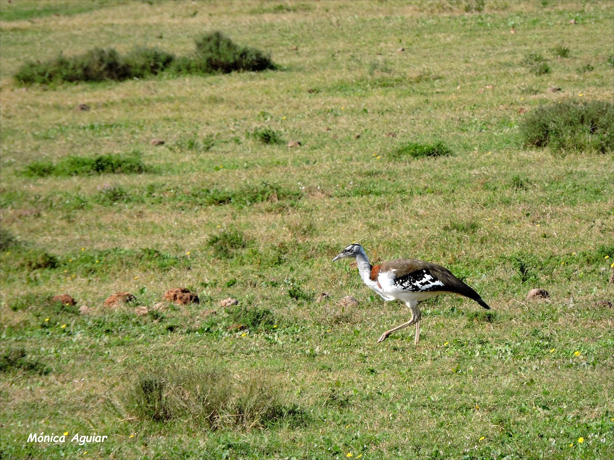 Denham's Bustard - ML643050229