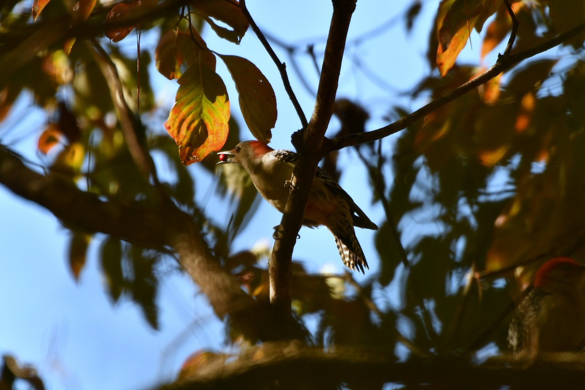 lundspett - ML643050235