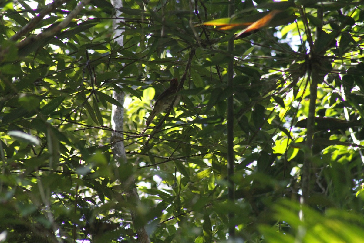 Rufous-brown Solitaire - ML643050236