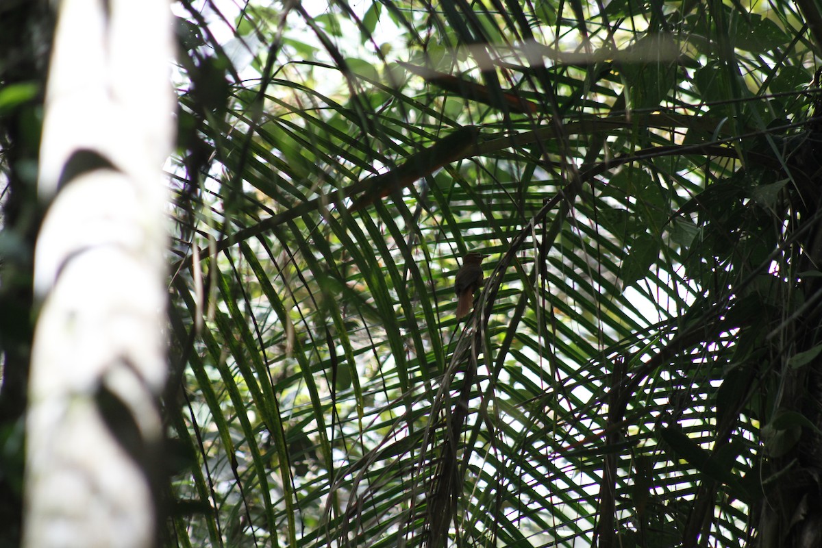 Black-capped Foliage-gleaner - ML643050251