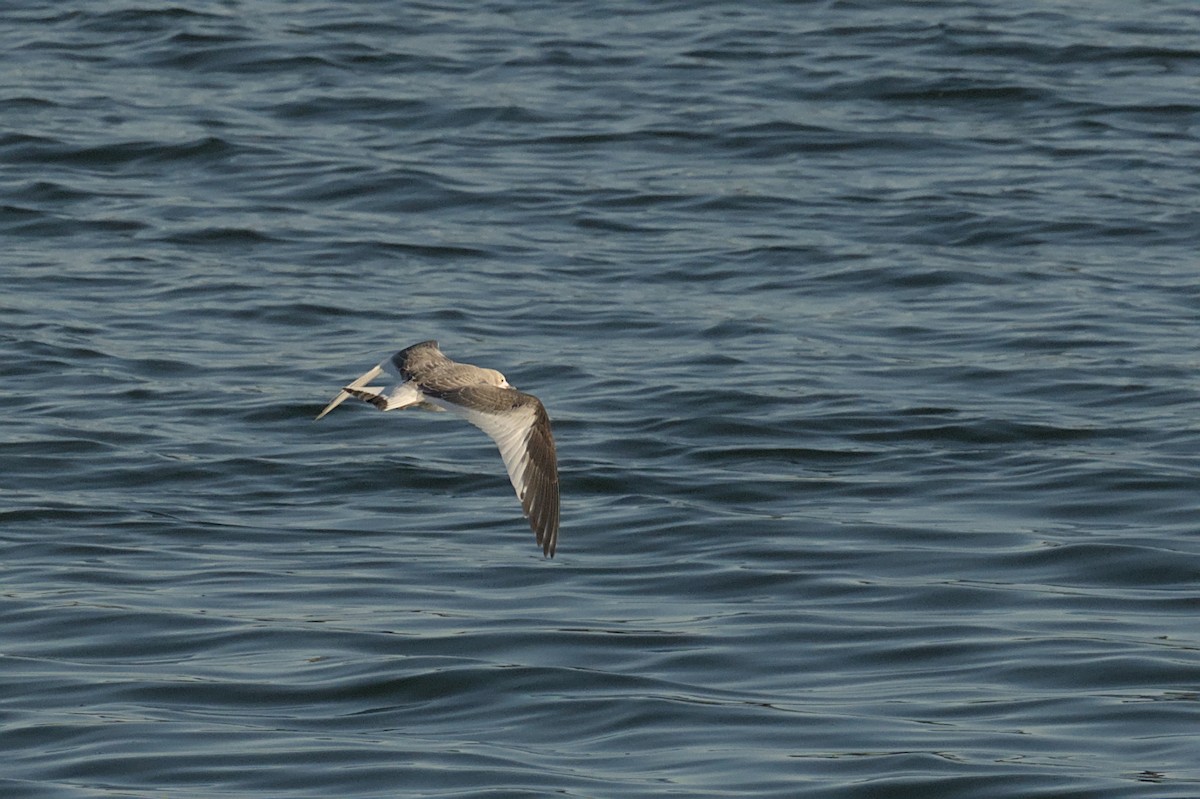 Gabbiano di Sabine - ML643050254