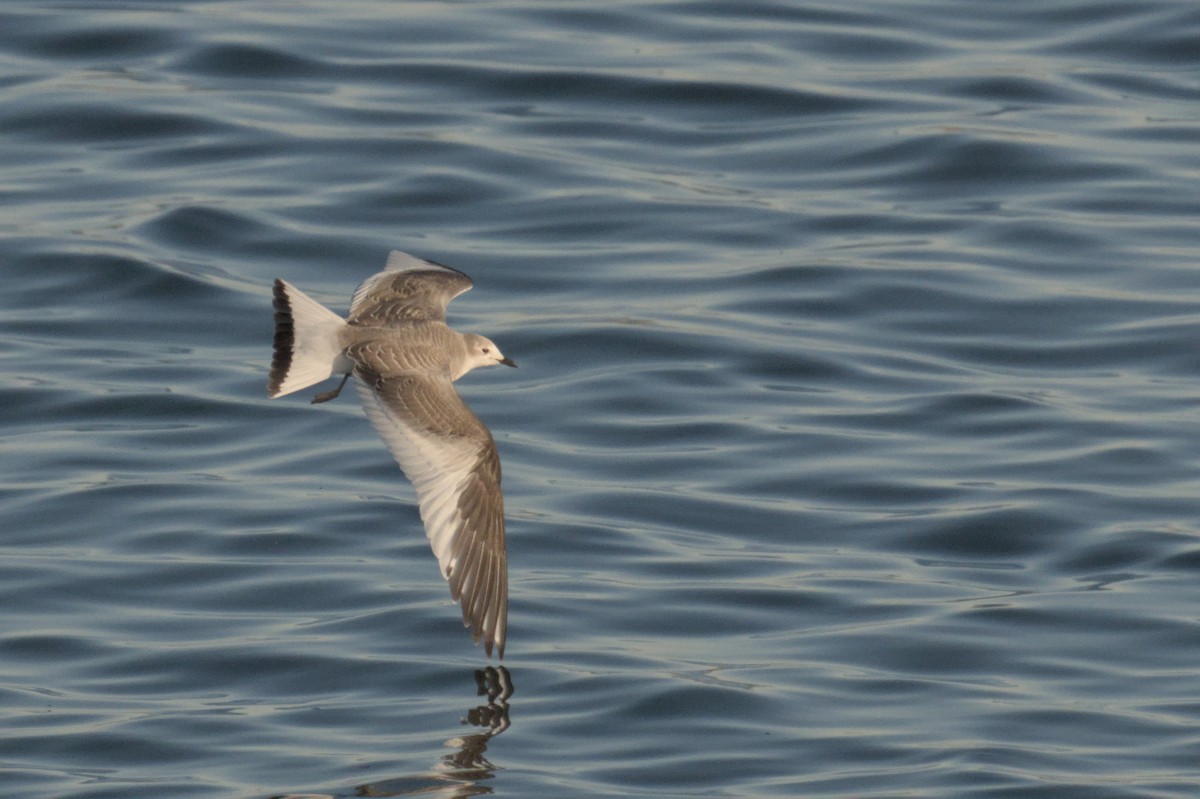 Gabbiano di Sabine - ML643050255