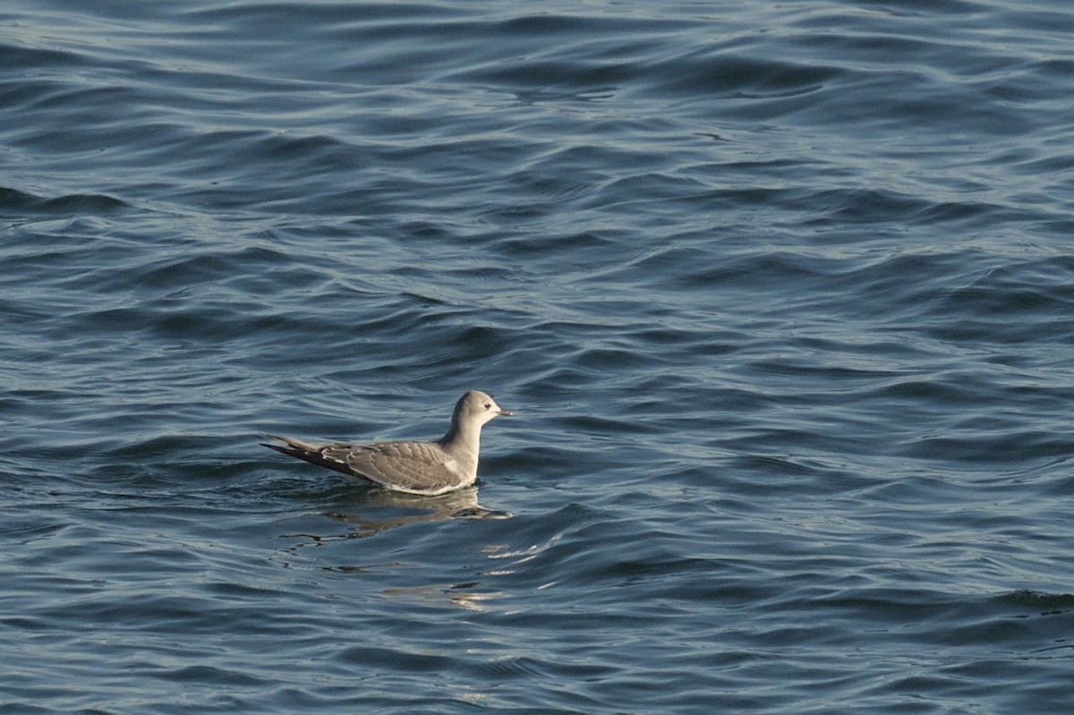 Gabbiano di Sabine - ML643050256