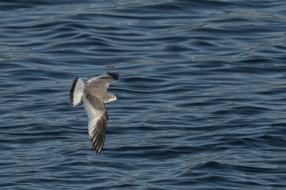 Gabbiano di Sabine - ML643050257