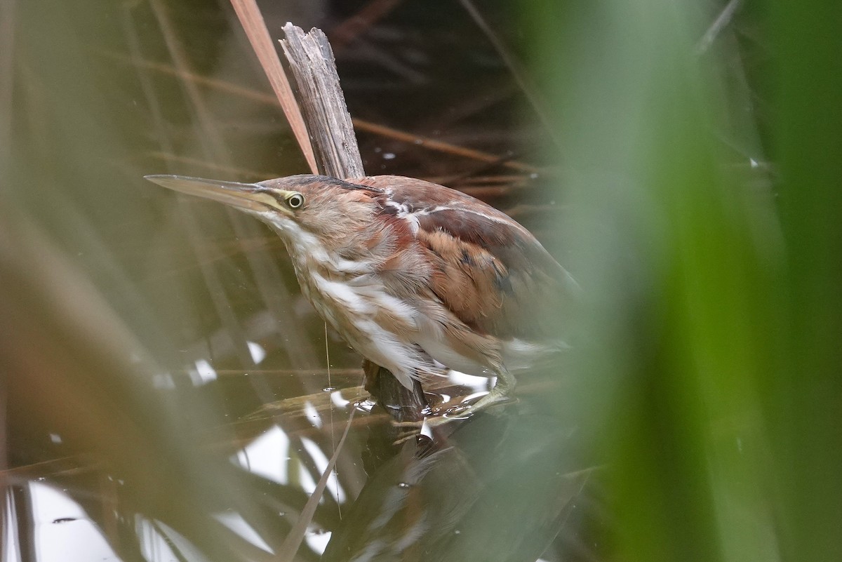 Least Bittern - ML643050262