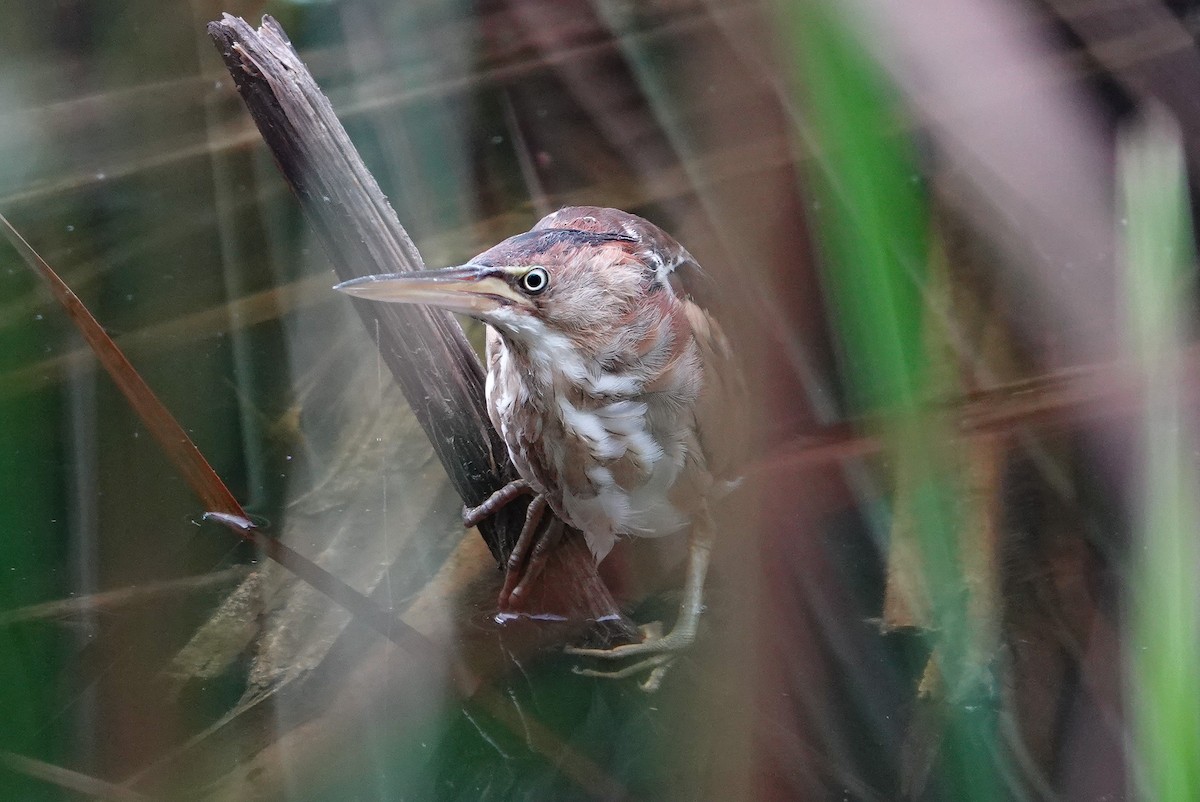 Least Bittern - ML643050264