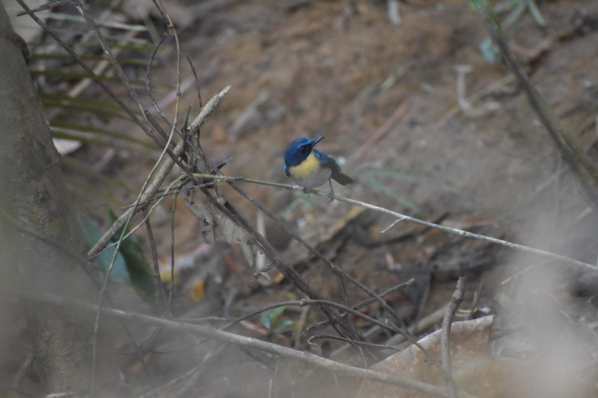 Palawan Blue Flycatcher - ML643050267