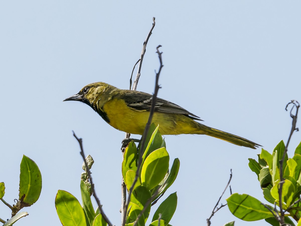 Orchard Oriole - ML643050273