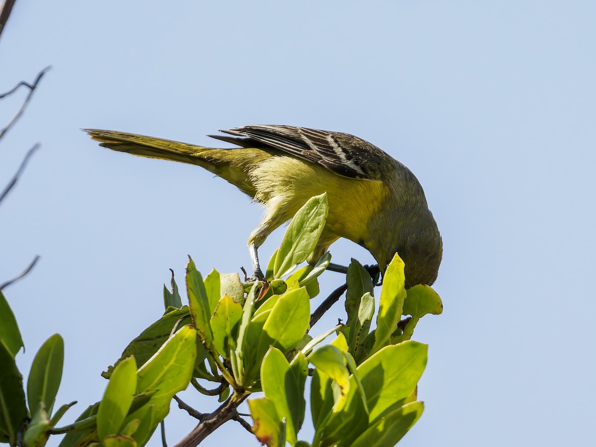 Orchard Oriole - ML643050275