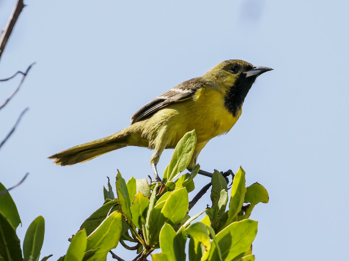 Orchard Oriole - ML643050277