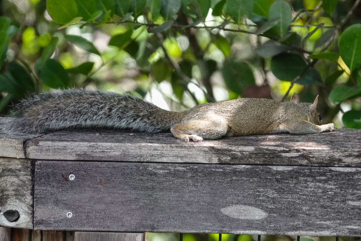 Eastern Gray Squirrel - ML643050286