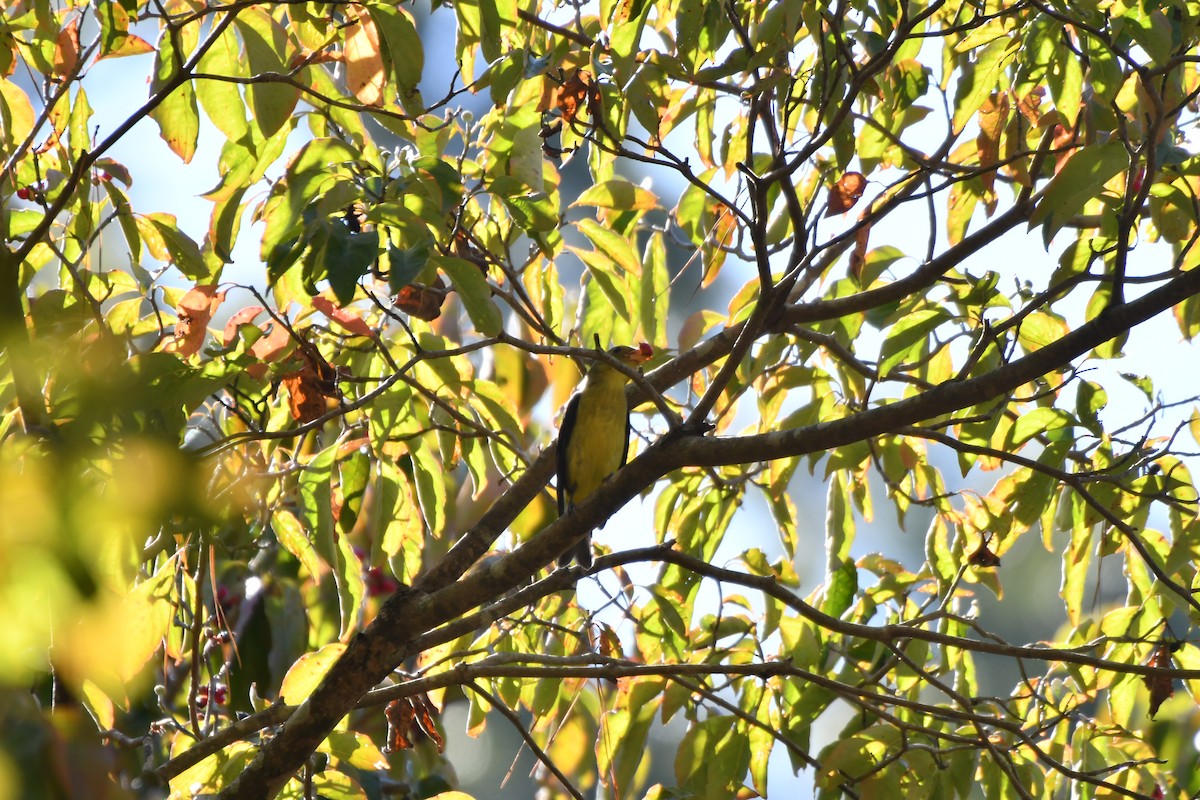 rødpiranga - ML643050303