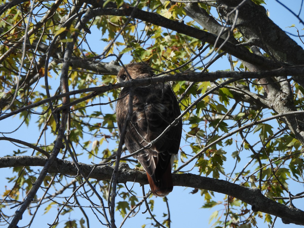 Red-tailed Hawk - ML643050329