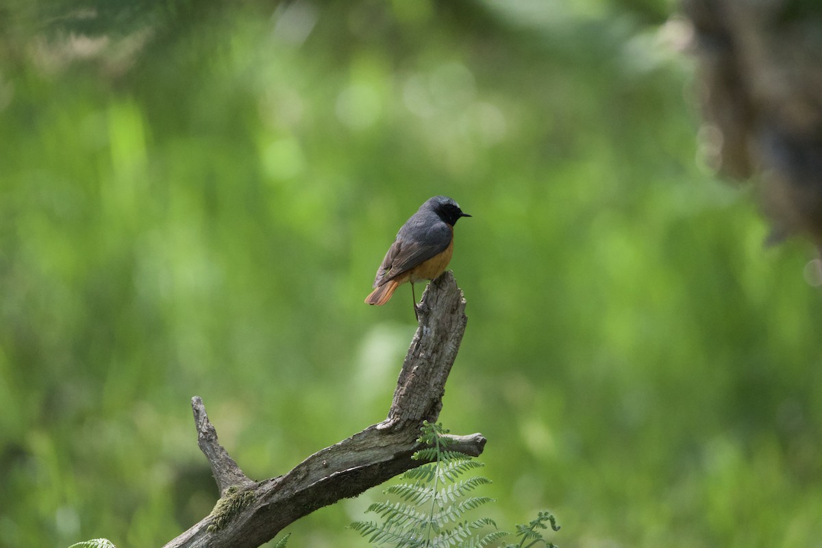 Common Redstart - ML643050343