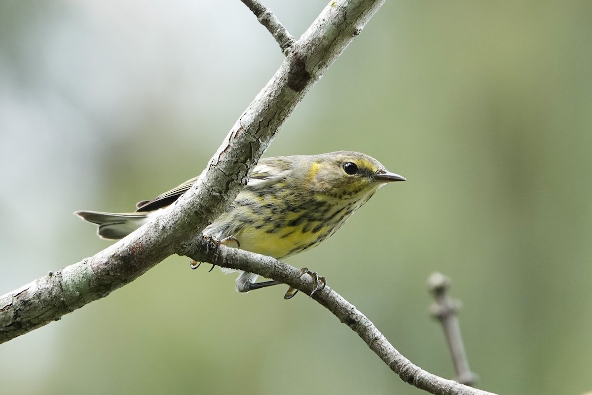 Cape May Warbler - ML643050346