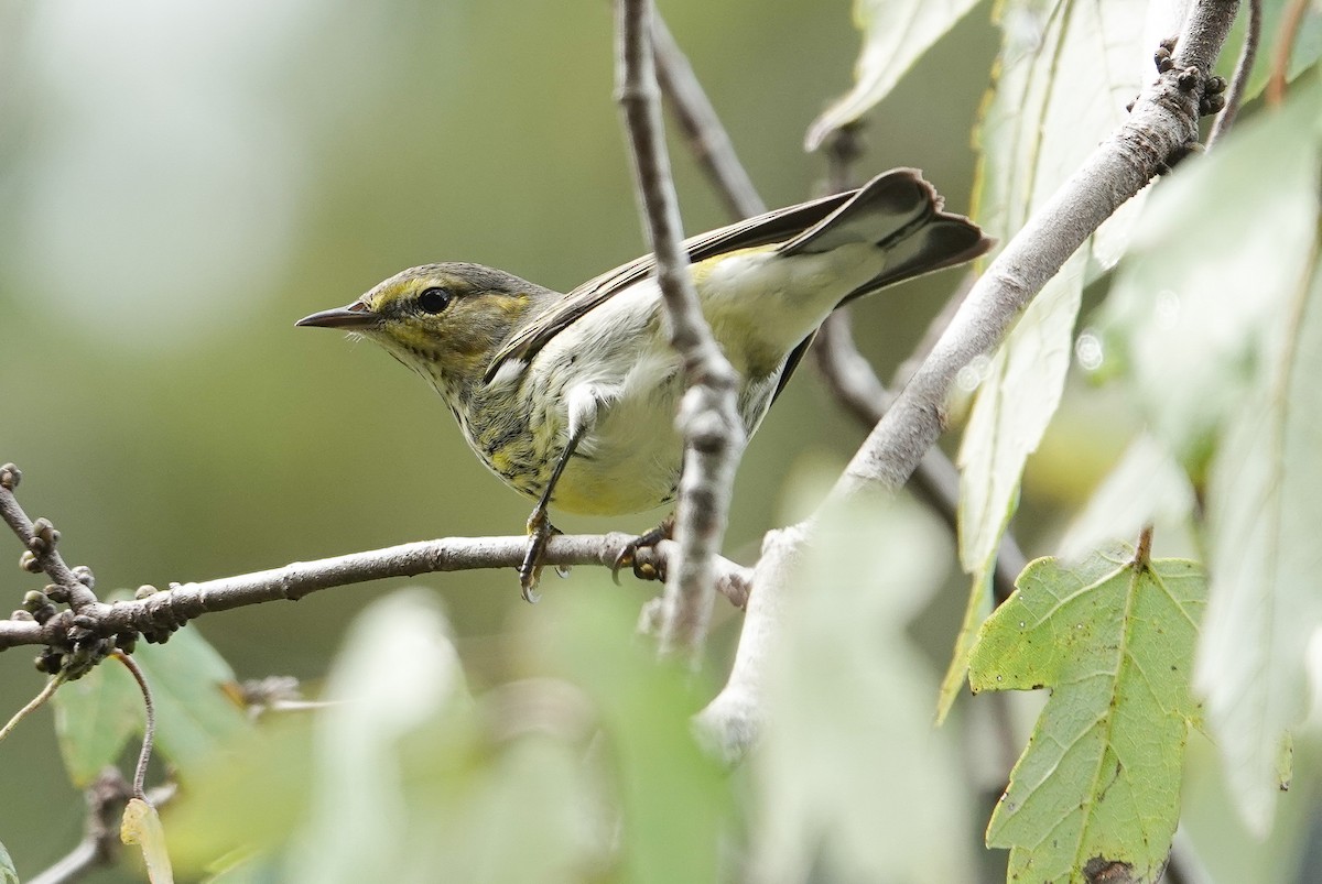 Cape May Warbler - ML643050347