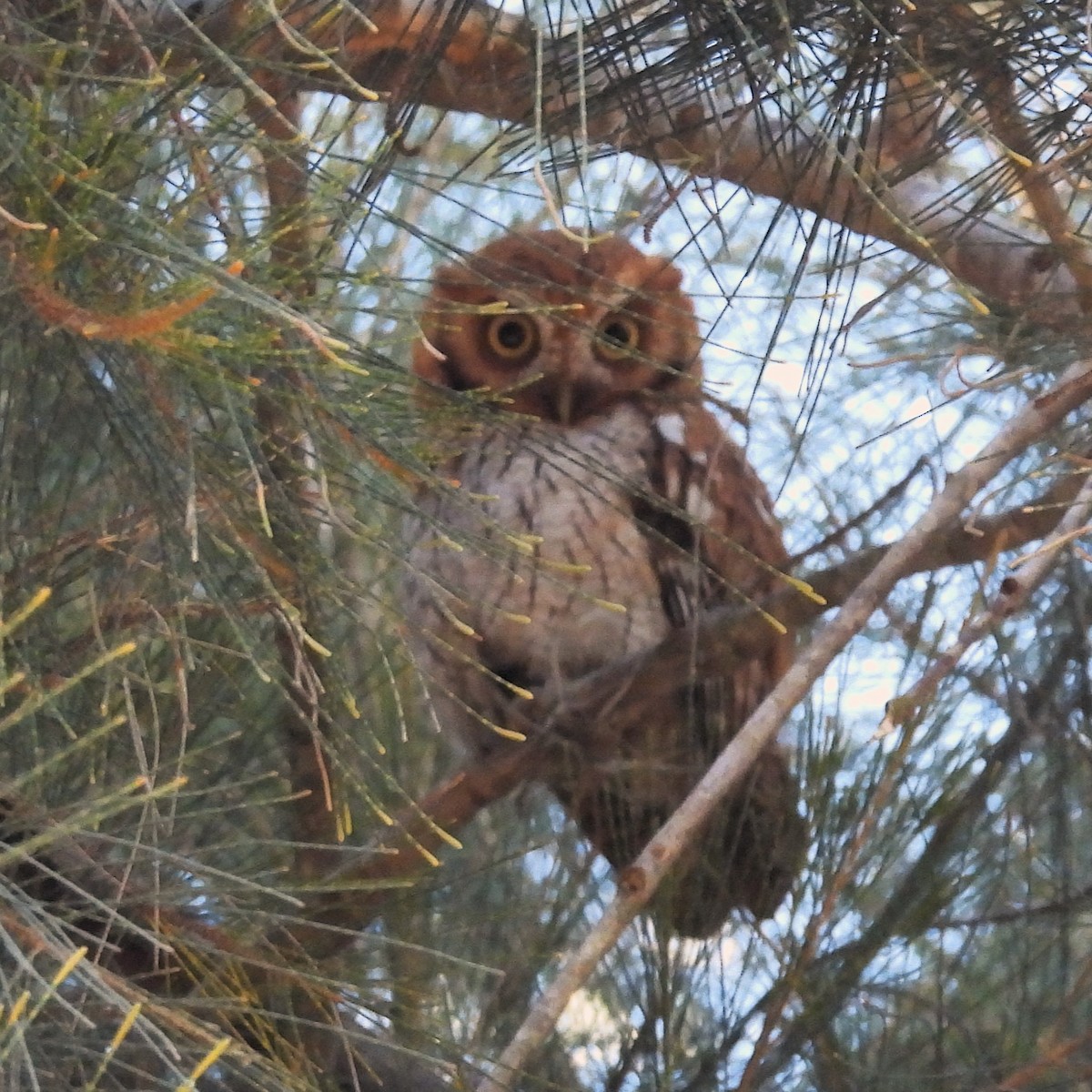 Tropical Screech-Owl - ML643050348