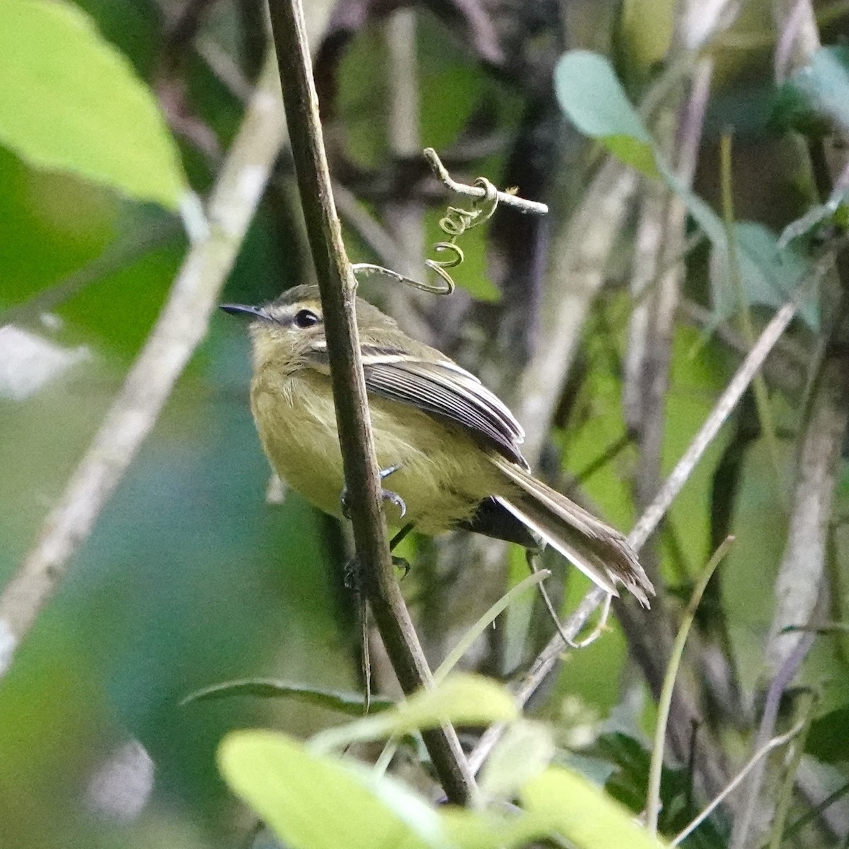 Yellow Tyrannulet - ML643050350