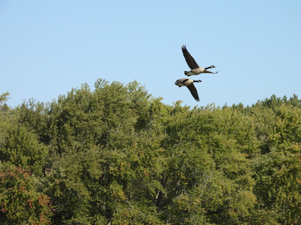 Канад галуу - ML643050354