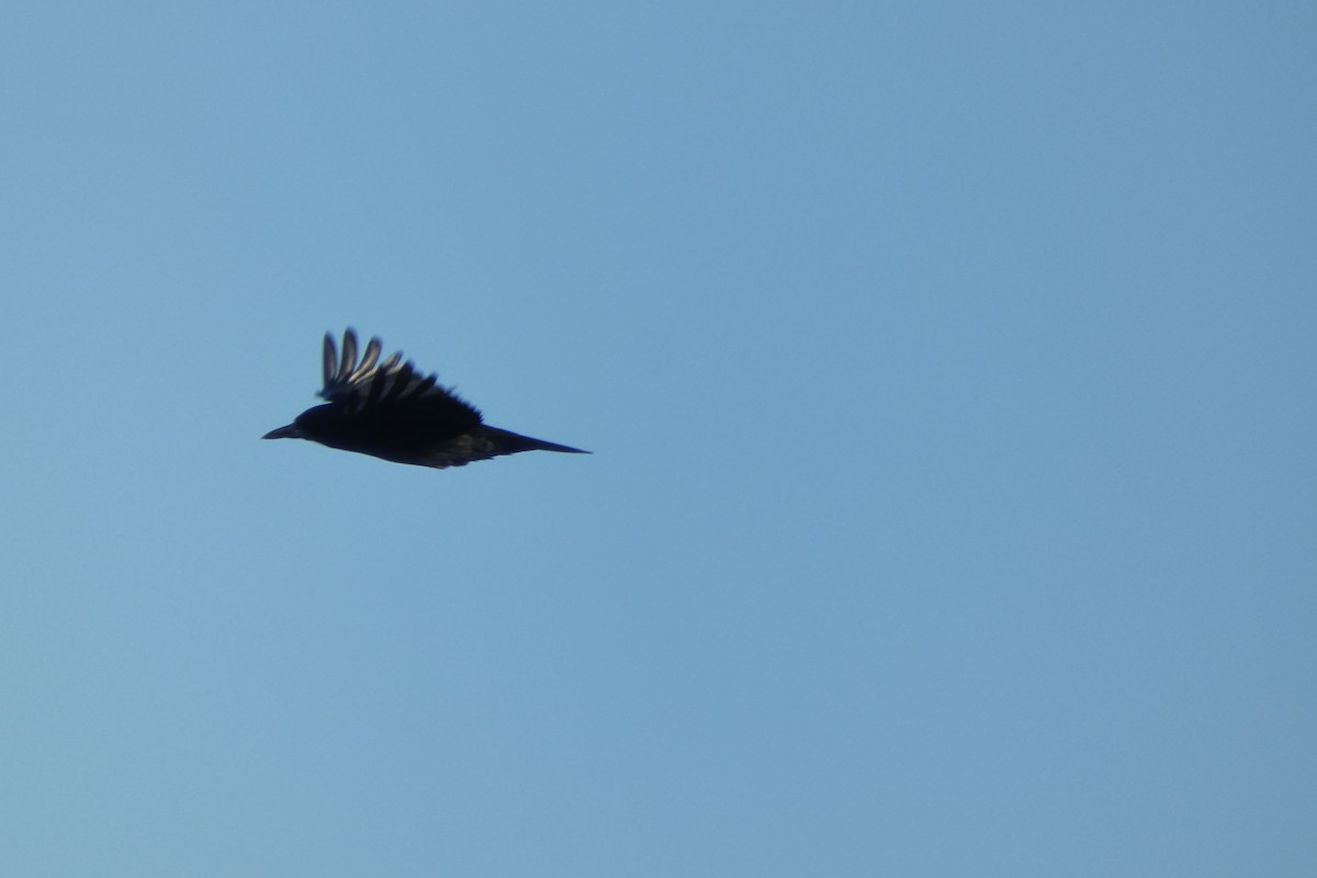 Rook - ML643050356