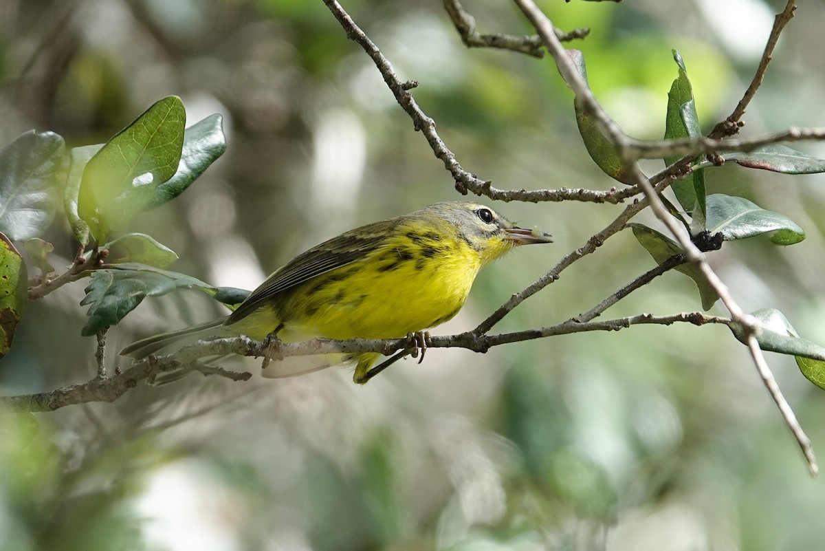 Prairie Warbler - ML643050357