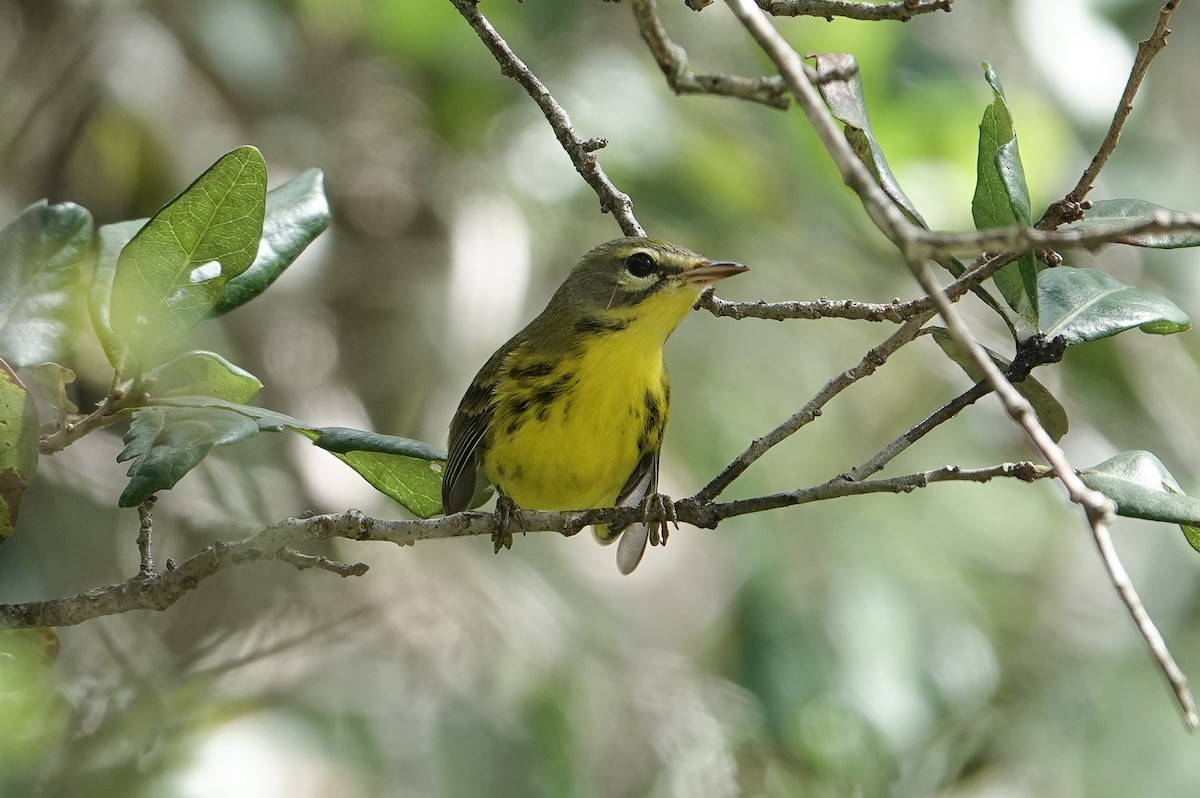Prairie Warbler - ML643050358