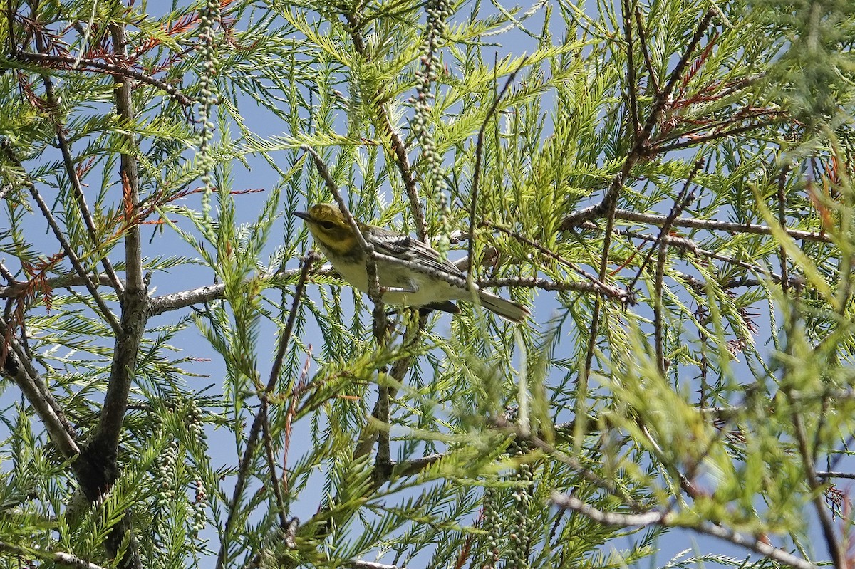 Black-throated Green Warbler - ML643050371