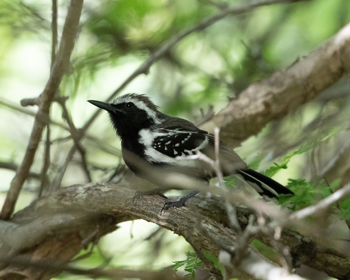 Northern White-fringed Antwren - ML643050380