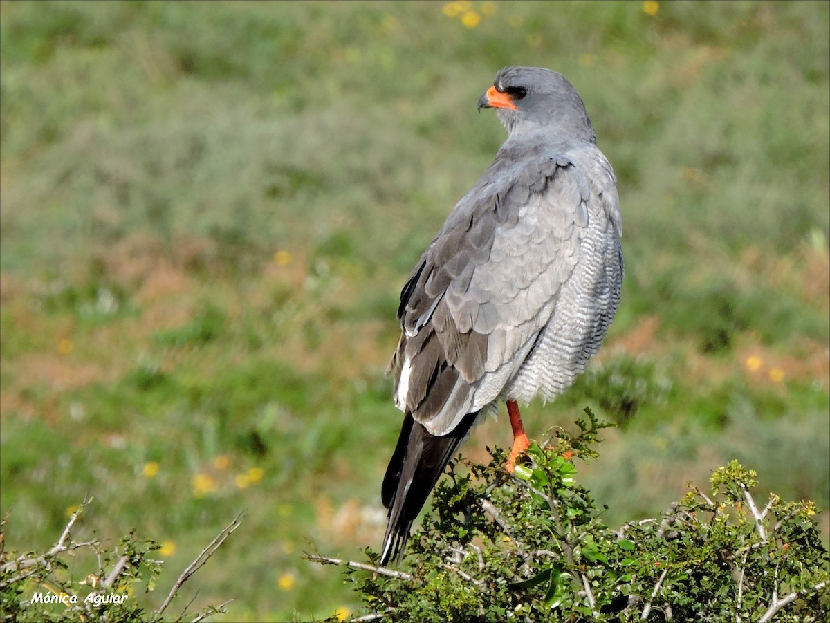 Pale Chanting-Goshawk - ML643050384