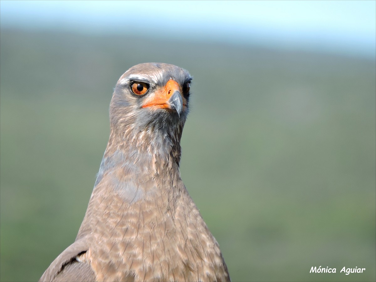 Pale Chanting-Goshawk - ML643050385
