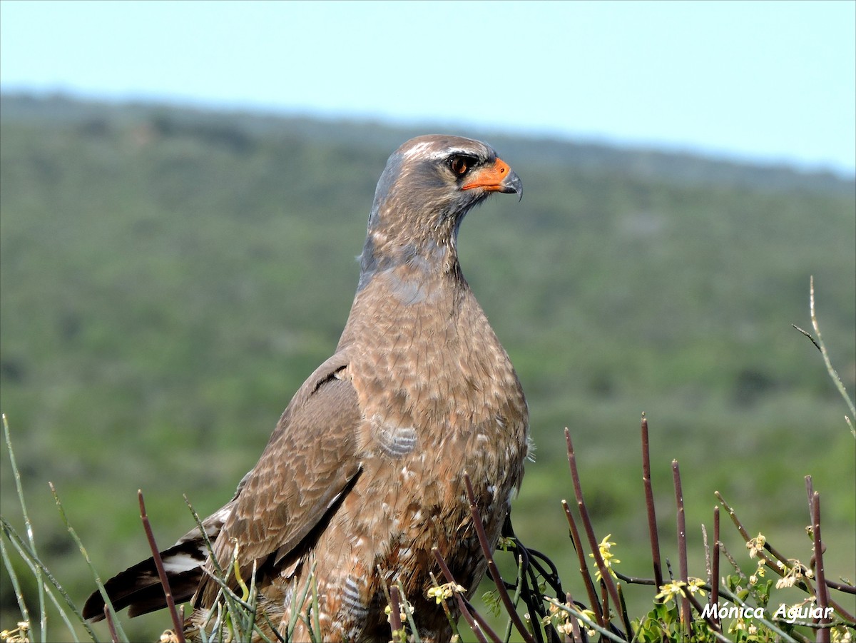 Pale Chanting-Goshawk - ML643050386