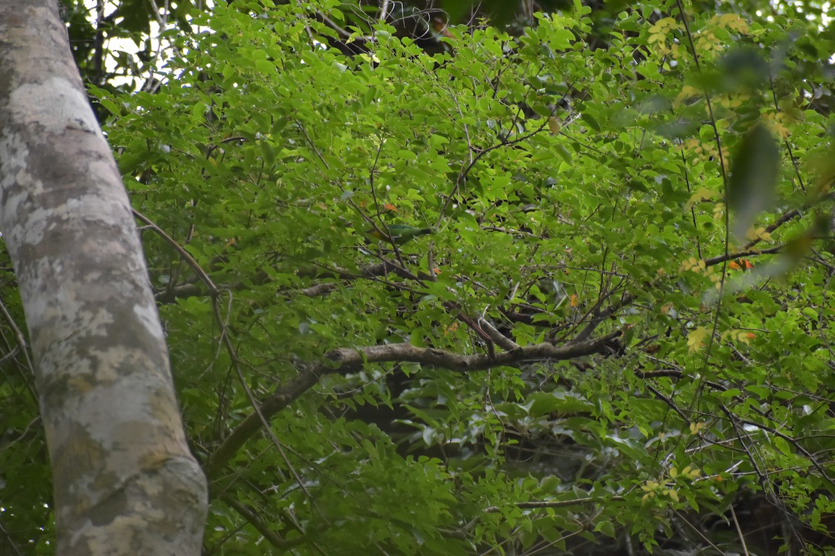 Yellow-throated Leafbird - ML643050395