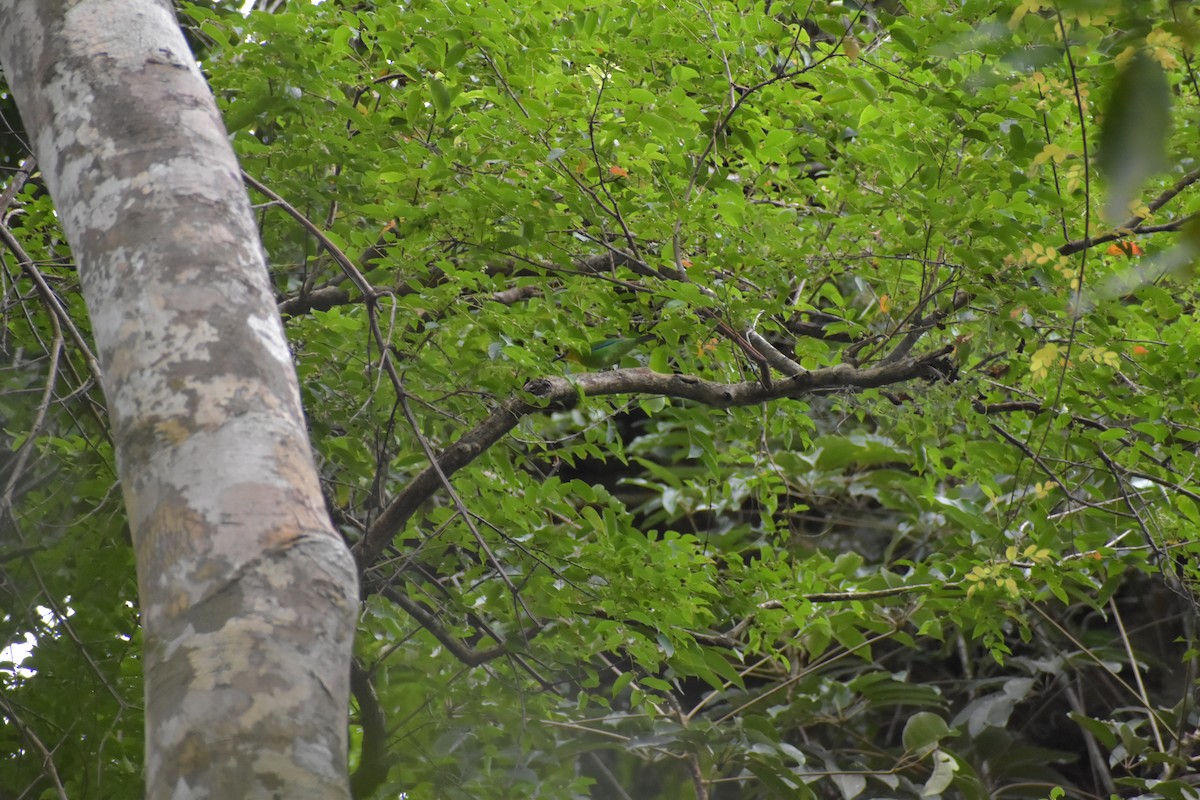 Yellow-throated Leafbird - ML643050396