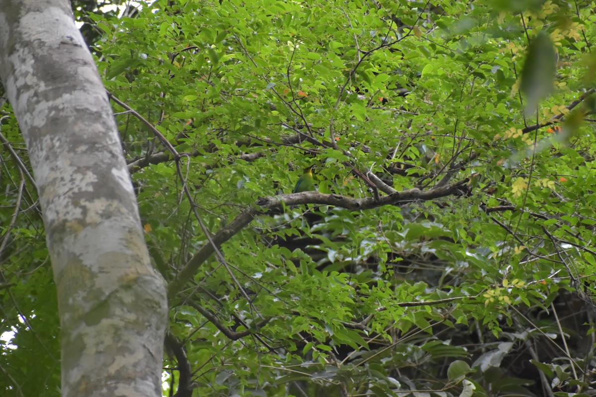 Yellow-throated Leafbird - ML643050397