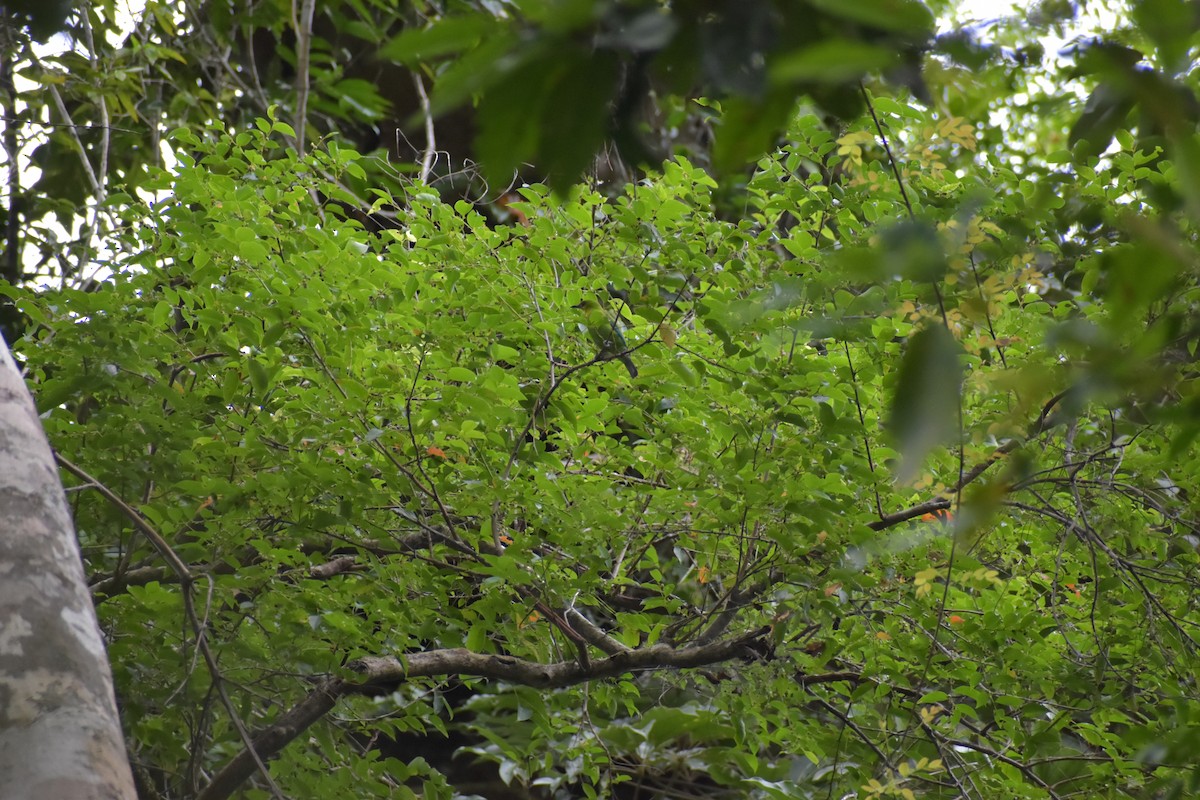 Yellow-throated Leafbird - ML643050398