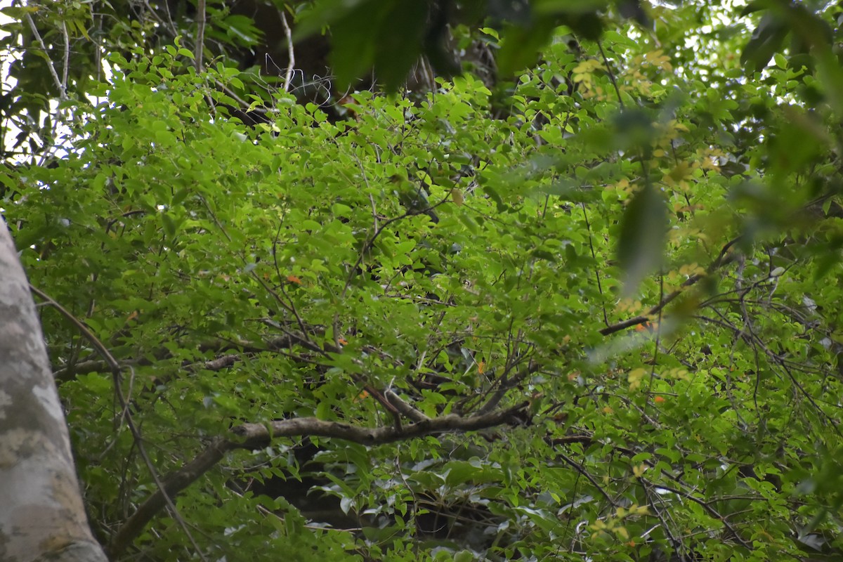 Yellow-throated Leafbird - ML643050399