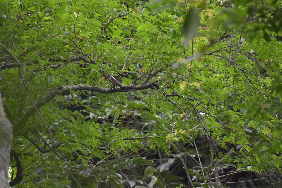 Yellow-throated Leafbird - ML643050401