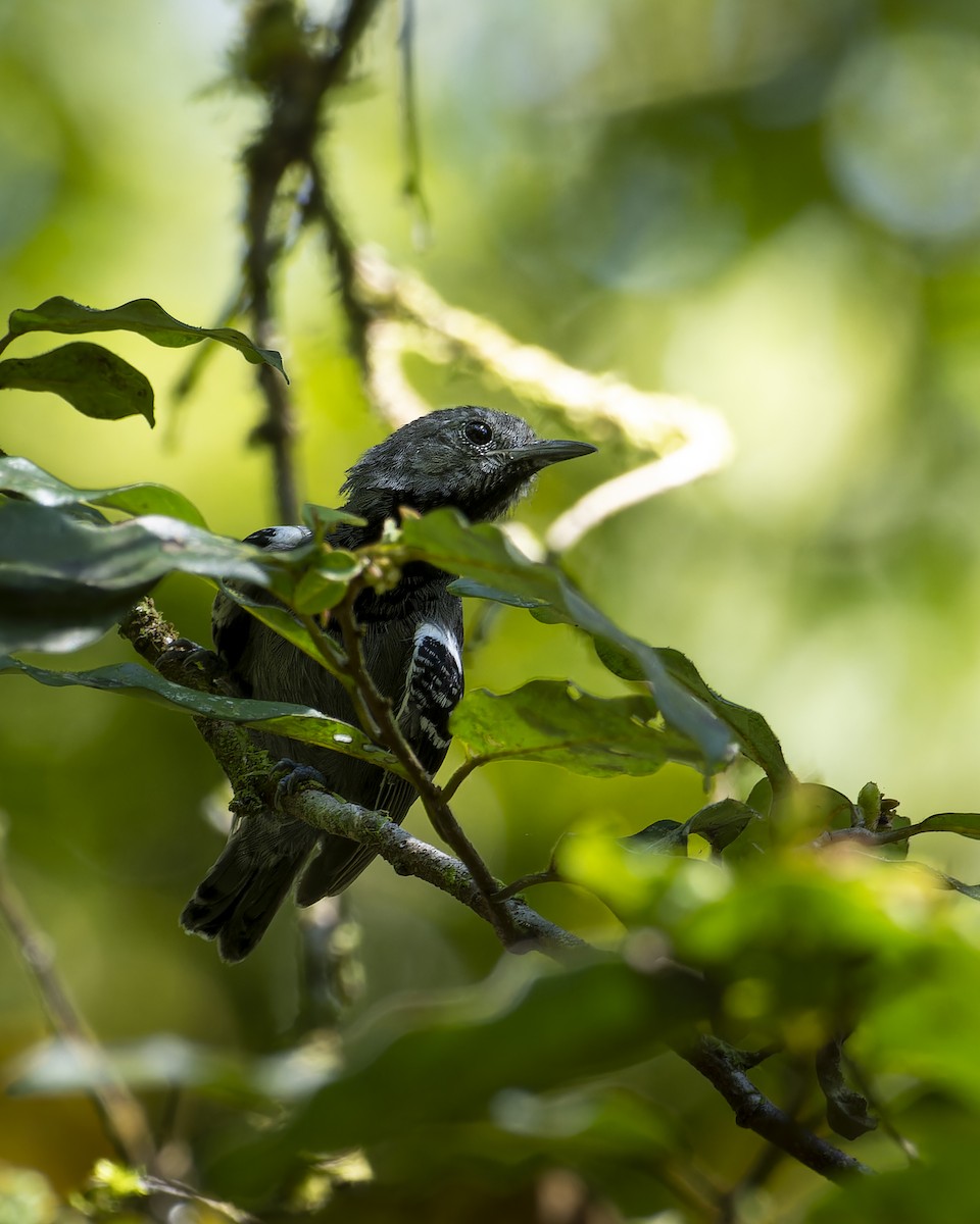 Salvadori's Antwren - ML643050406